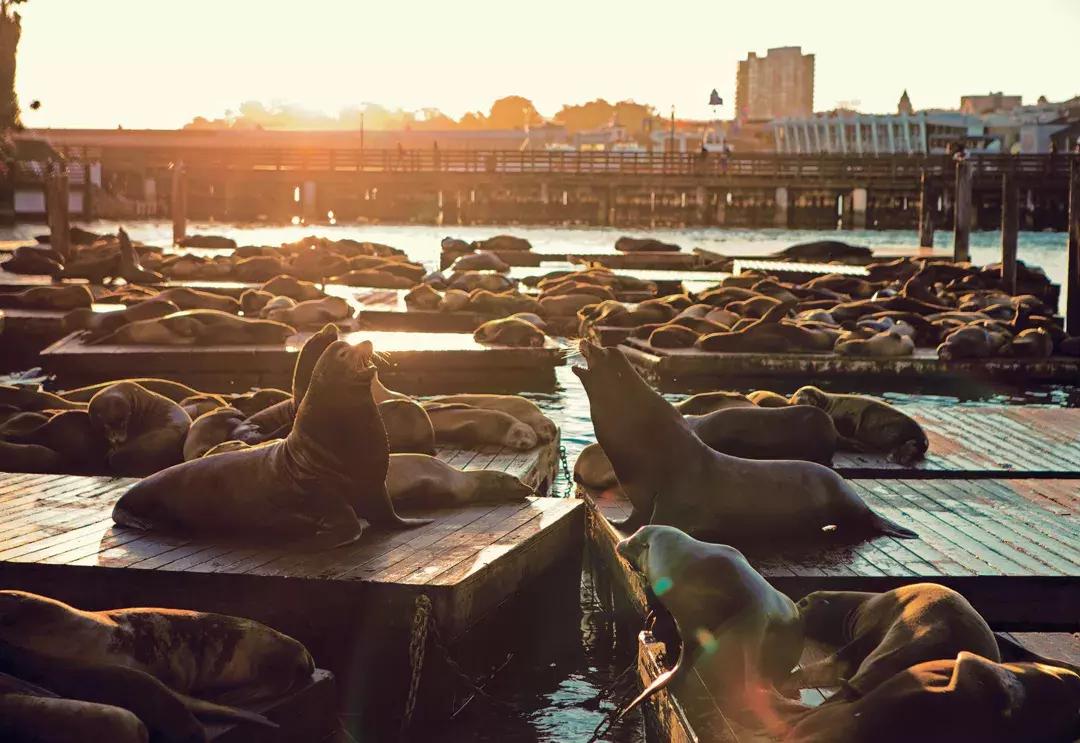 日落时分，海狮们在39号码头K号码头休息
