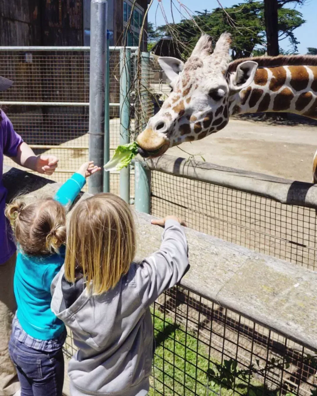 在贝博体彩app动物园，孩子们喂长颈鹿.