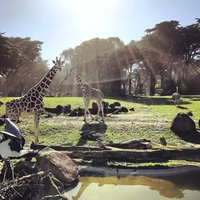动物们在贝博体彩app的动物园和花园中漫步.